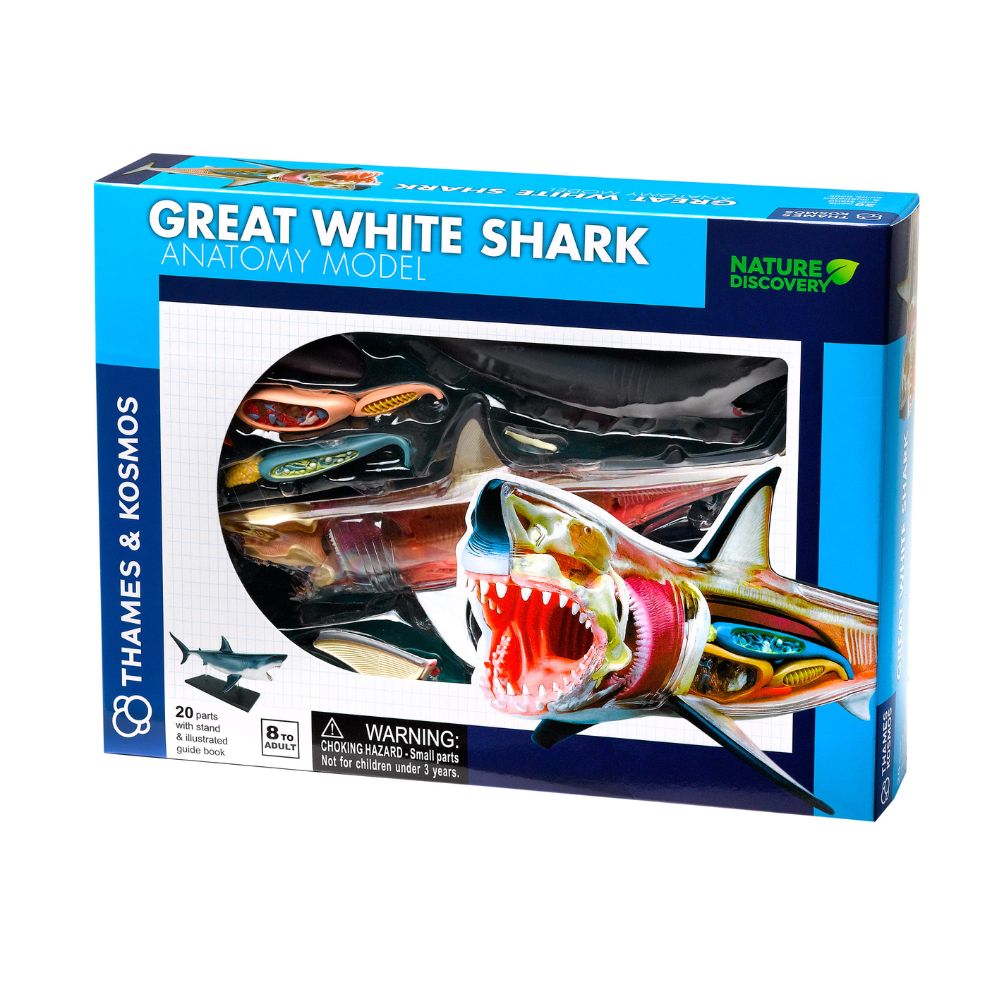 Shark anatomy model