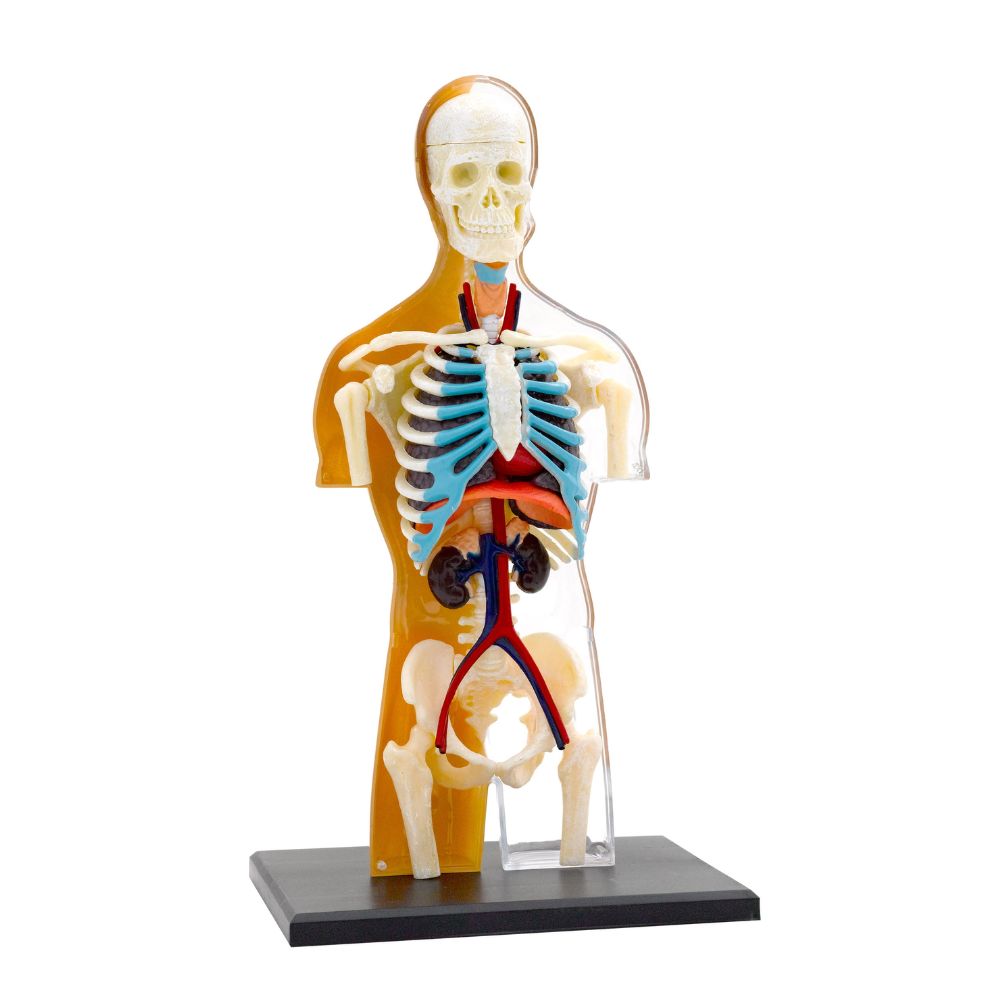 Thames and Kosmos Human Body Anatomy