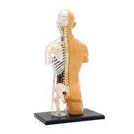 Thames and Kosmos Human Body Anatomy
