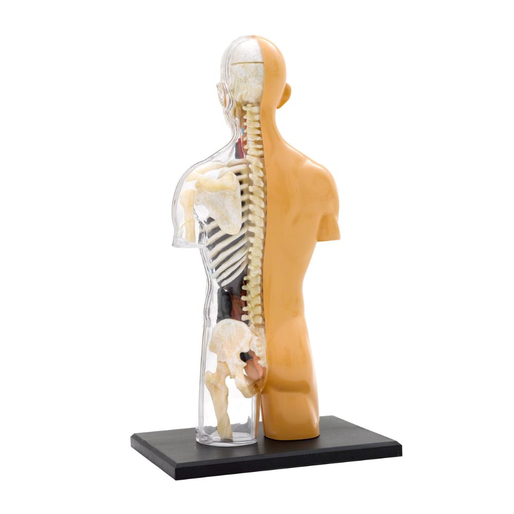 Thames and Kosmos Human Body Anatomy