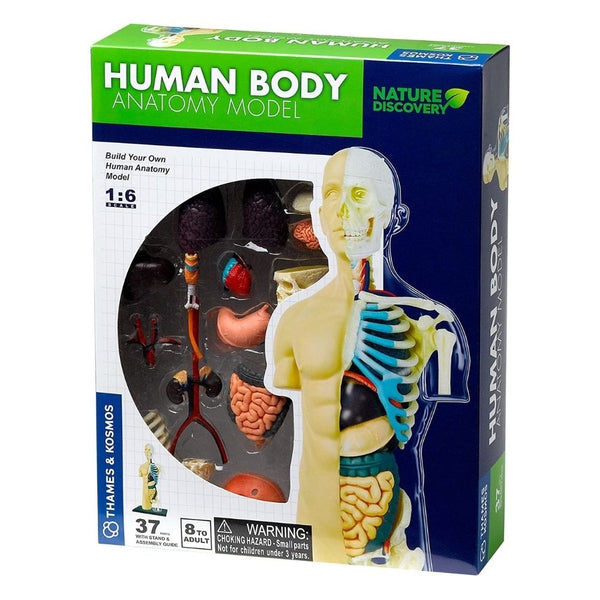 Human Body キット　英語 Interactive 3D Human Body Puzzle Model STEM Toy for Kids 8